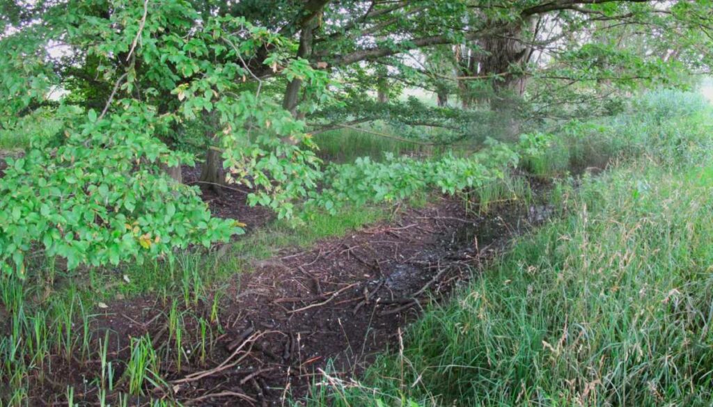 Verlandungszone im Sumpfwald.