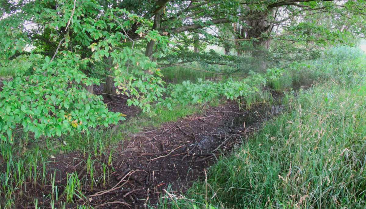 Verlandungszone im Sumpfwald.