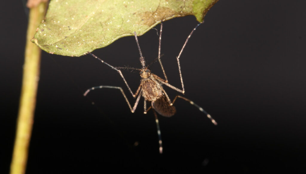 Eine Aedes cantans hängt an einem Blatt.