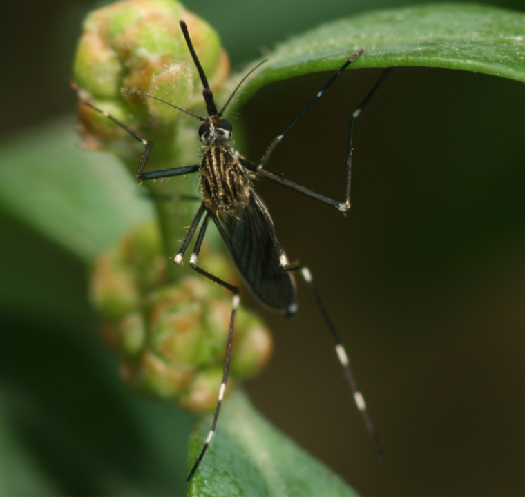 Eine Aedes japonicus sitzt auf einer Pflanze.