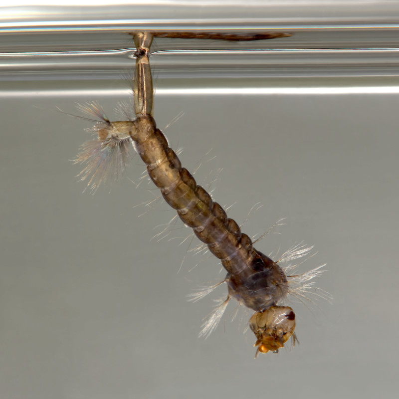 Eine Larve der Art Aedes rusticus.