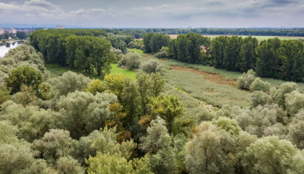 Luftaufnahme eines Bekämpfungsbereichs mit Auwaldstechmücken.