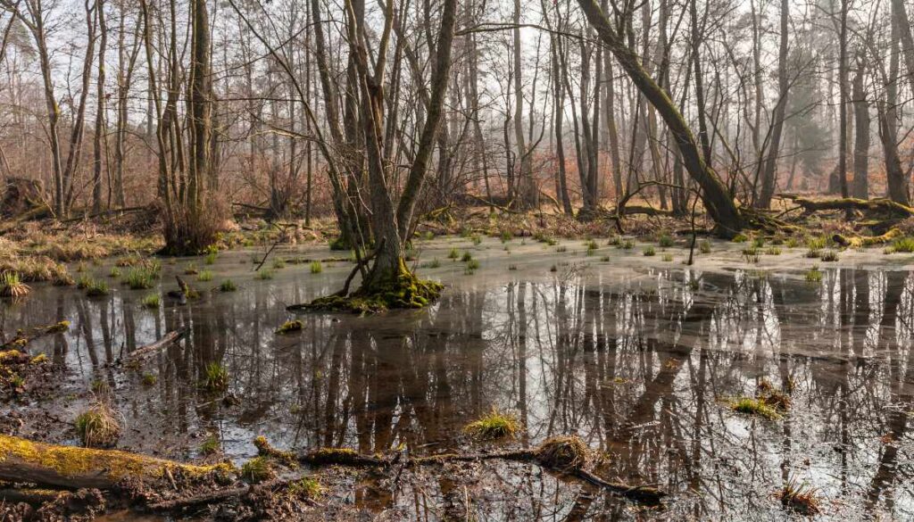 Ein Bekämpfungsbereich mit Sumpfwaldstechmücken.