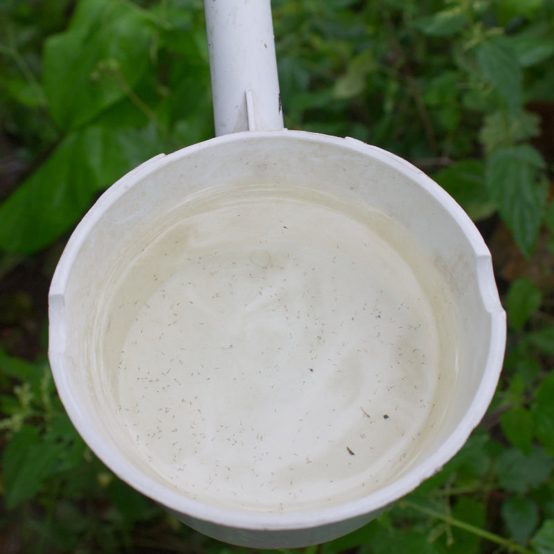 Junge Stechmückenlarven in einem Schöpfer.