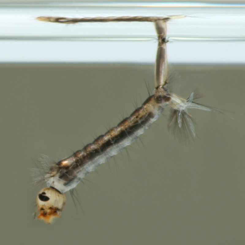 Culiseta annulata Larve hängt mit dem Atenrohr unterhalb der Wasseroberfläche.