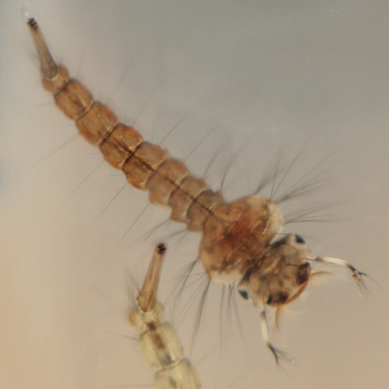 Eine Culiseta morsitans Larve schwimmt im Wasser.