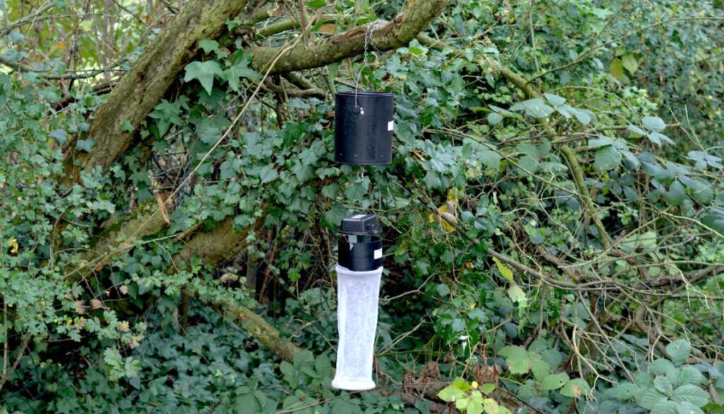 Eine EVS-Falle hängt an einem Ast im Wald.