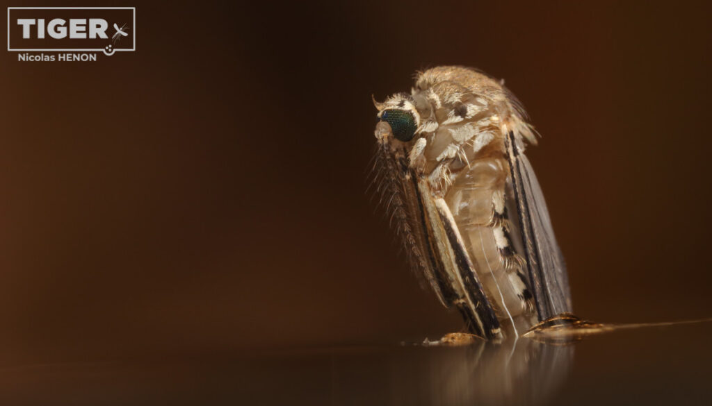 Eine Aedes vexans schlüpft aus der Puppenhülle.