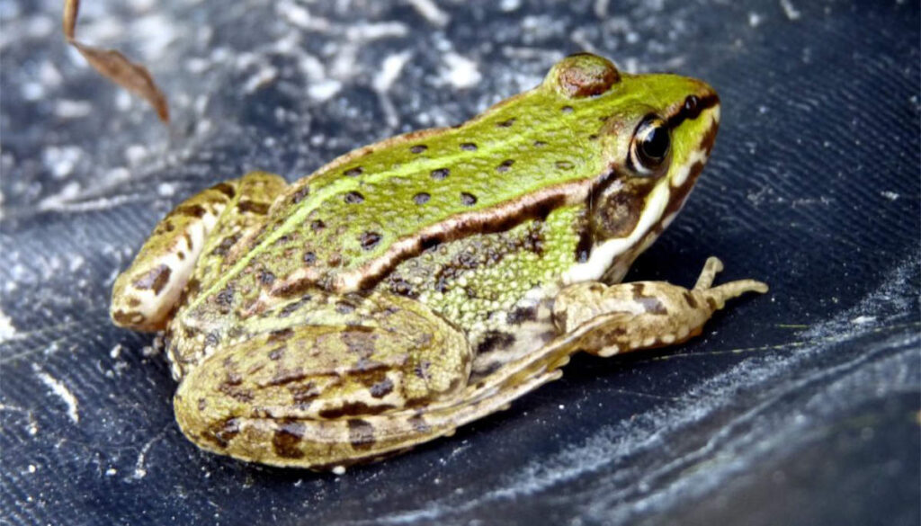 Grünfrosch Beitragsbild.