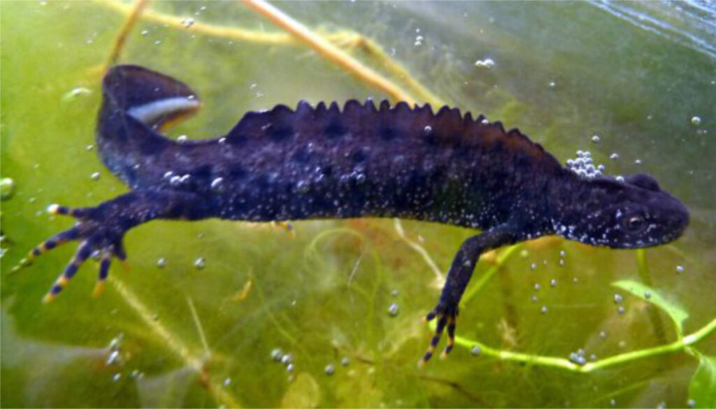 Kammmolch Beitragsbild.