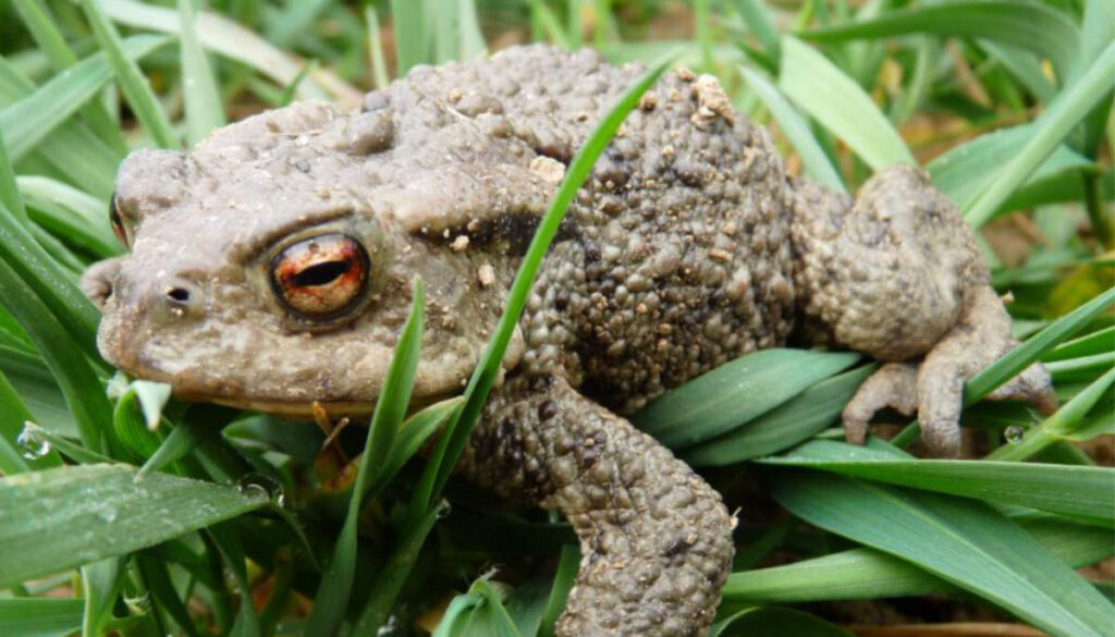 Kröte Beitragsbild.