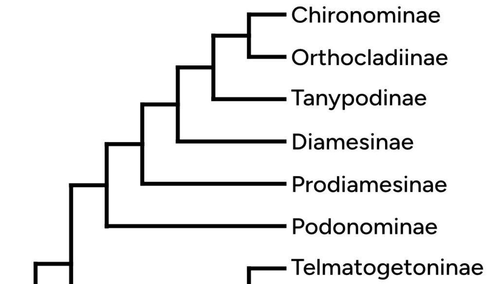 Systematik Zuckmücken Beitragsbild.