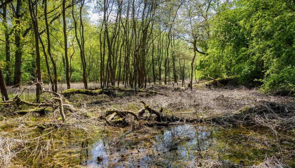 Ein überschwemmter Auwald.