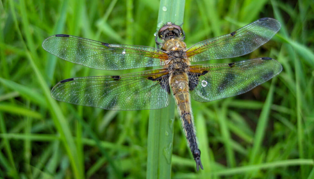 Ein Vierfleck sitzt auf einem Grashalm.