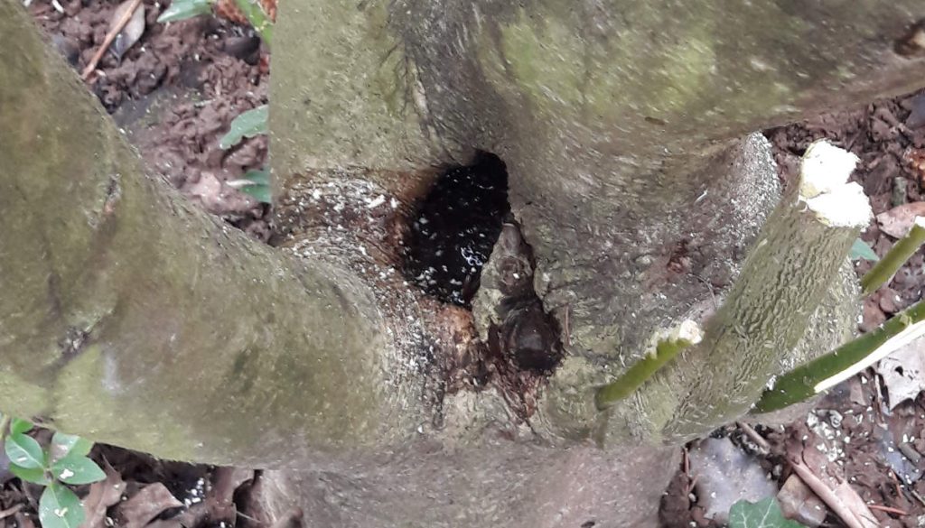 In einer Astgabel hat sich Wasser angesammelt.