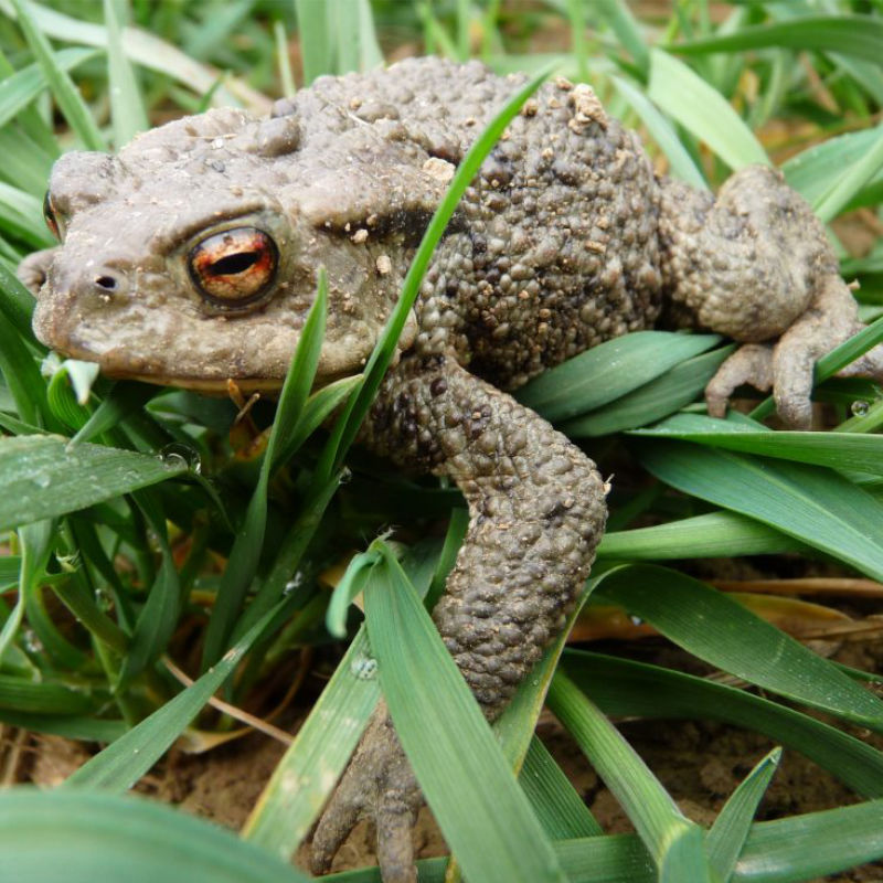 Eine Erdkröte sitzt zwischen Grashalmen.