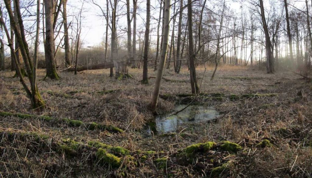 Kleine Wasserfläche im Sumpfwald.
