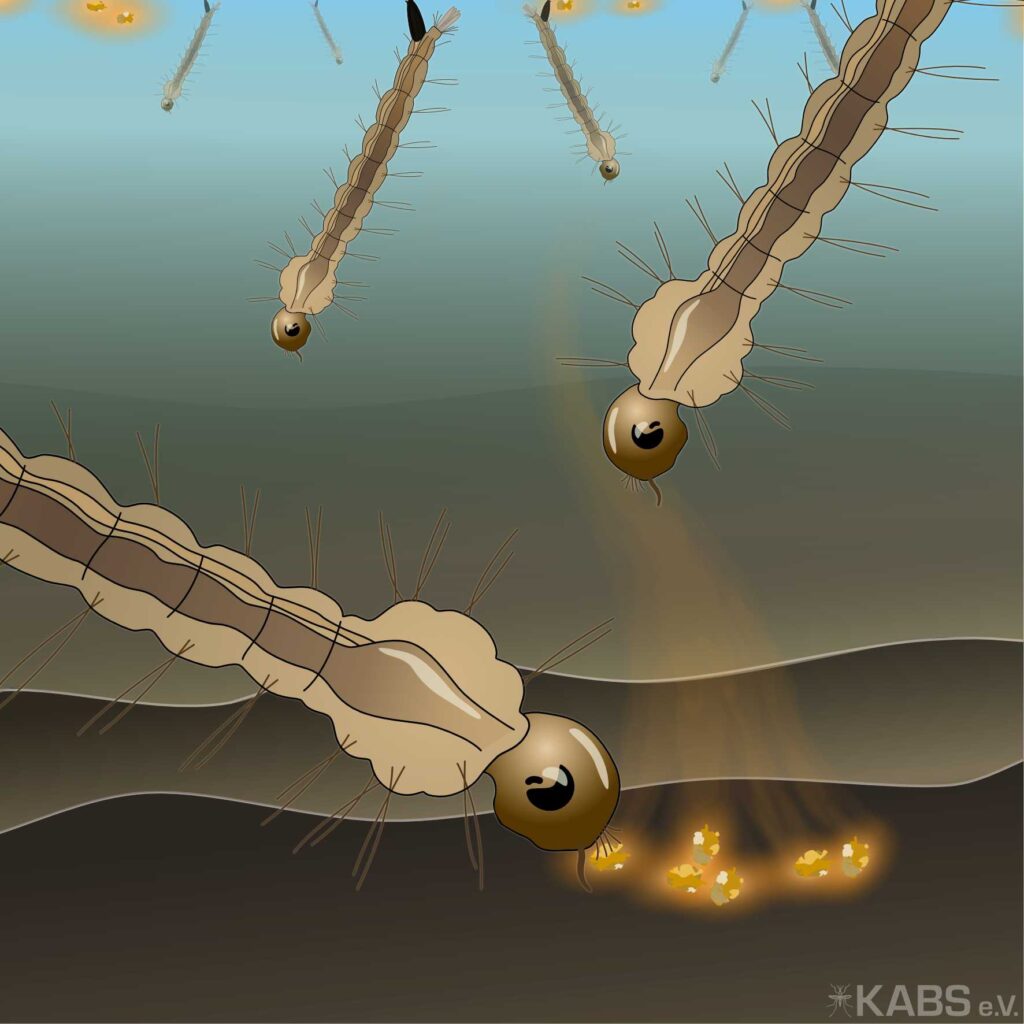 Grafik: Larven fressen Bti.