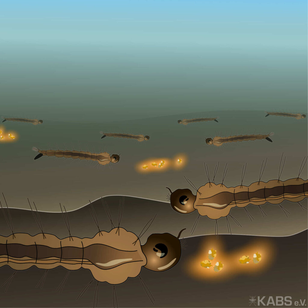 Grafik: Larven sterben.
