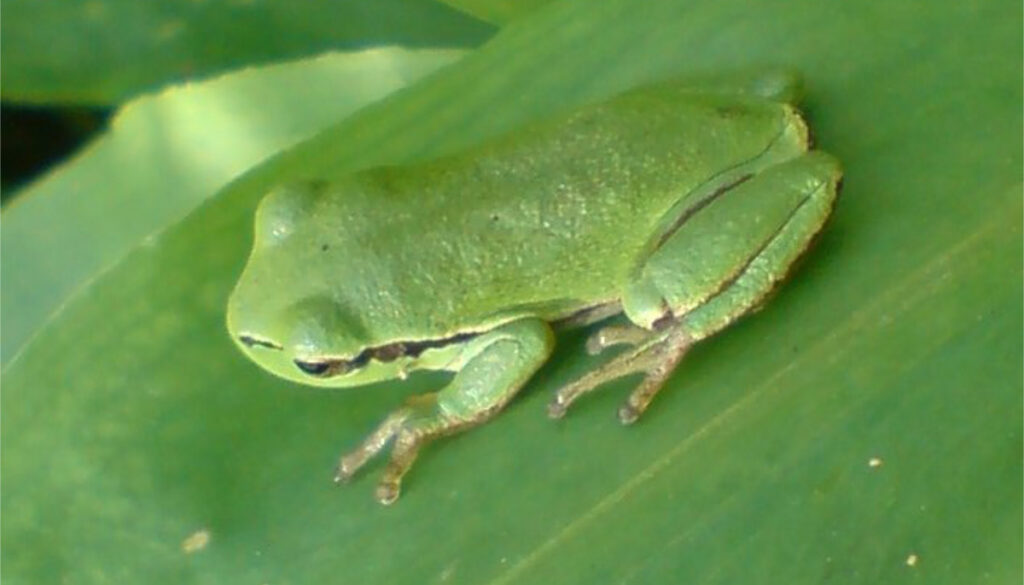 Ein Laubfrosch sitzt auf einem Blatt.