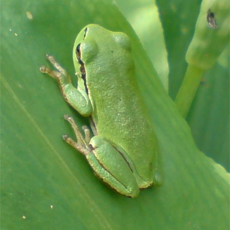 Ein Laubfrosch sitzt auf einem Blatt.