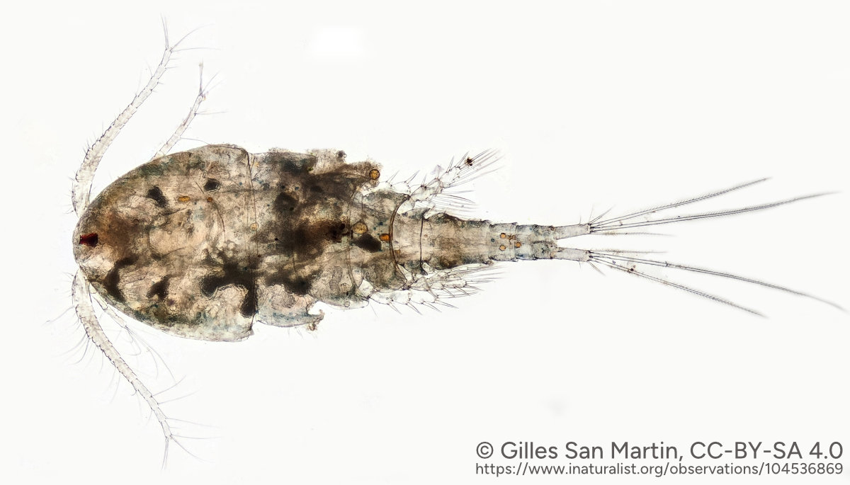 Nahaufnahme von Megacyclops viridis.