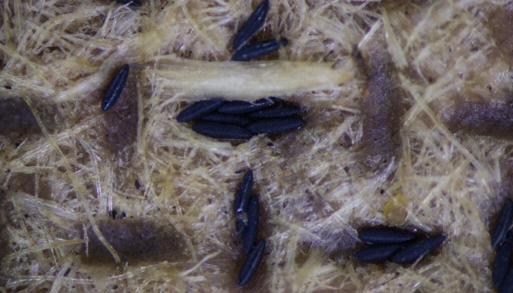 Ein Eiablagestäbchen mit Stechmückeneiern.