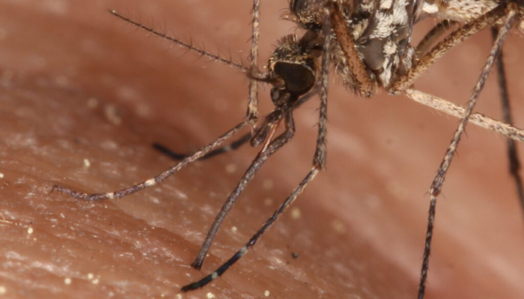 Eine Aedes cantans sticht.