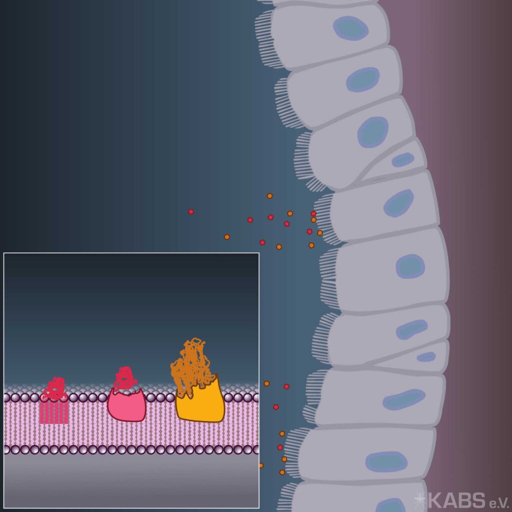 Grafik: Toxine interagieren.