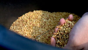 Vectobac G bereit zum Werfen.