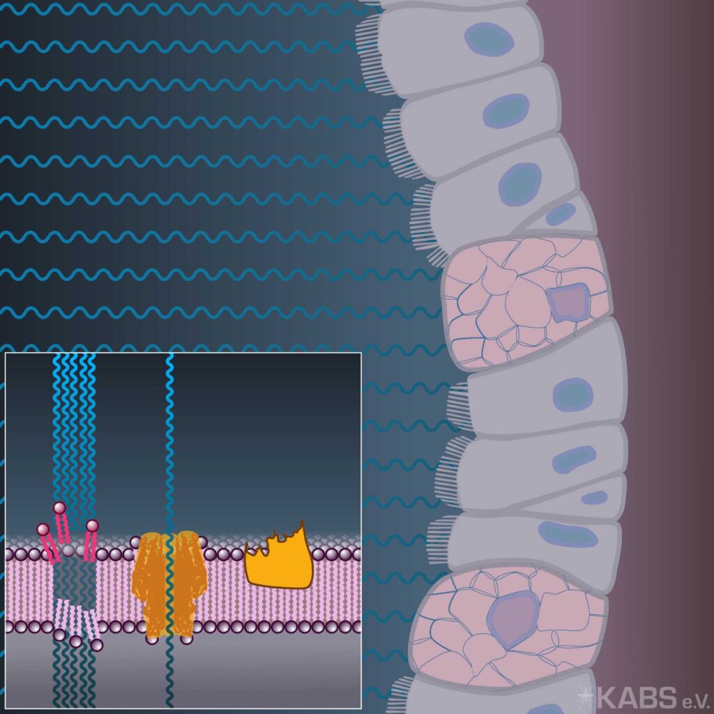 Grafik: Wassereinstrom durch Poren.