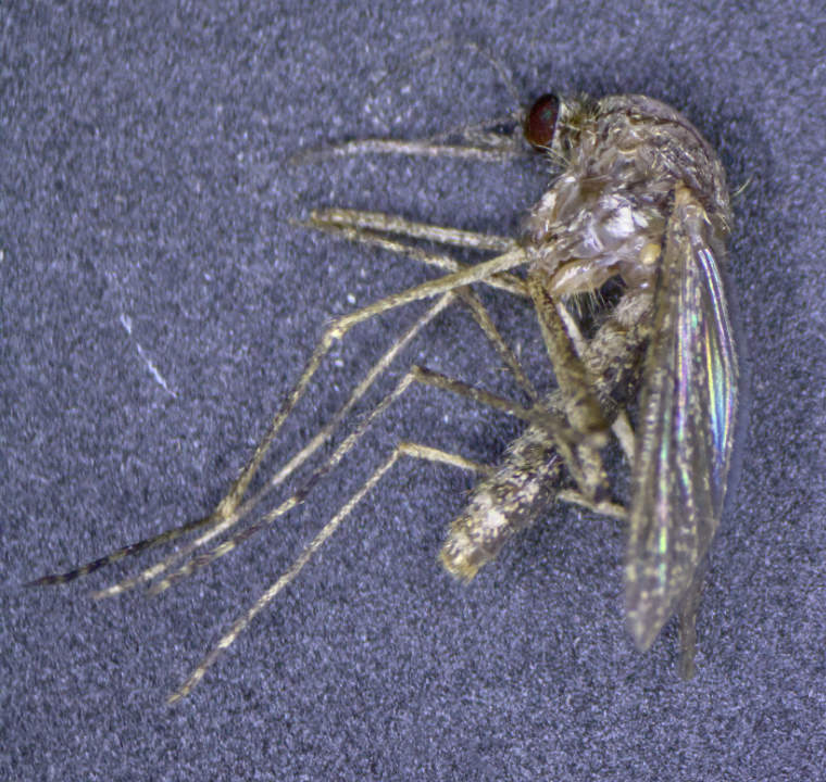 Coquillettidia richiardii unter dem Stereomikroskop.