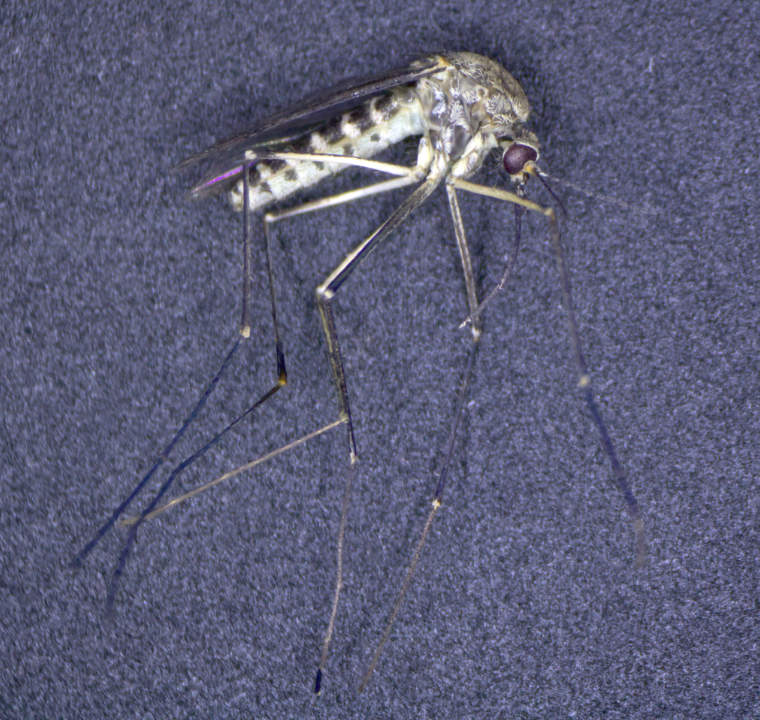 Culex hortensis unter dem Stereomikroskop.