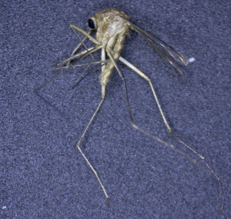 Culex modestus unter dem Stereomikroskop.