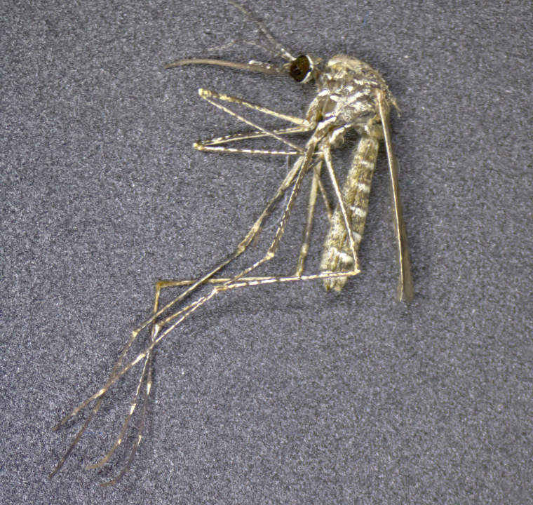 Culiseta longiareolata unter dem Stereomikroskop.