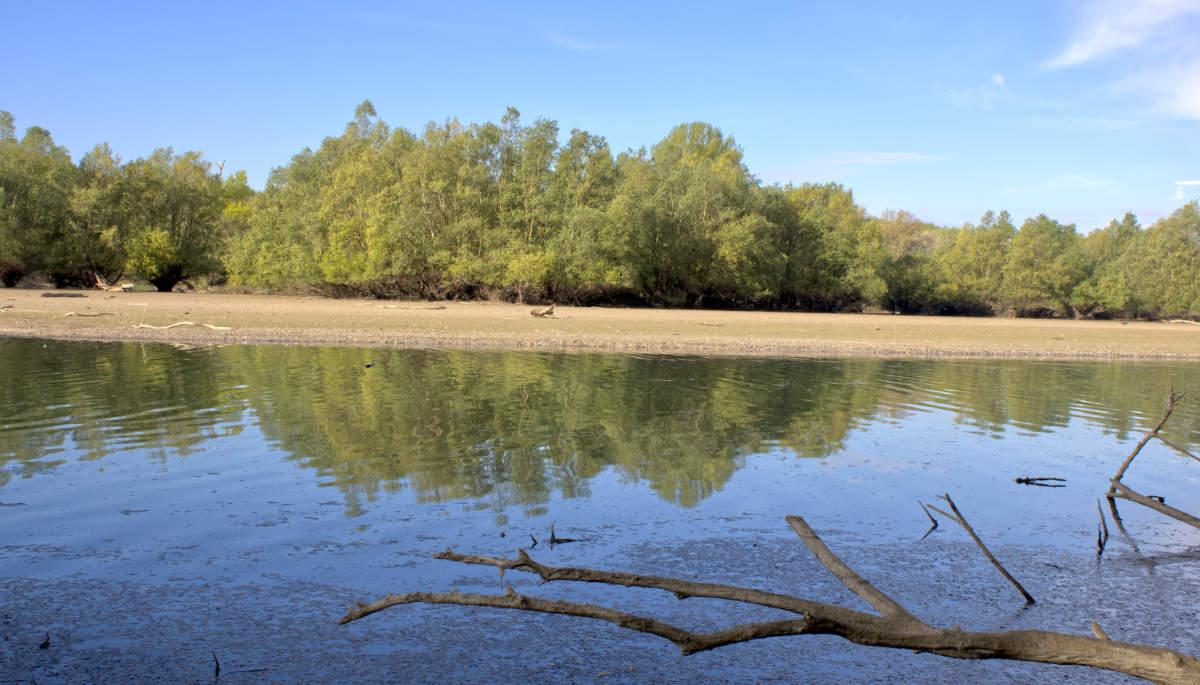 Die Sandbänke am Berghäuser Altrhein sind aufgrund des niedrigen Wasserstandes sichtbar.