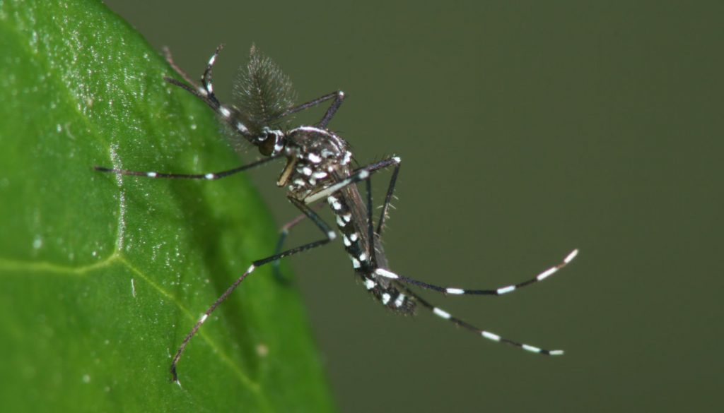 Ein Tigermückenmännchen sitzt auf einem Blatt.