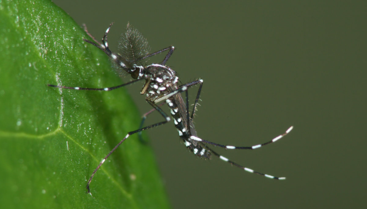 Ein Tigermückenmännchen sitzt auf einem Blatt.