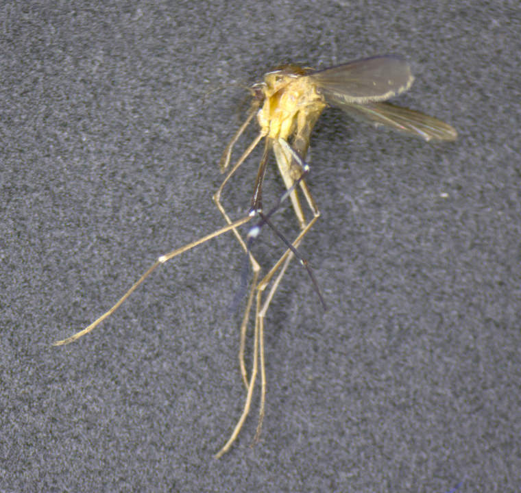 Uranotaenia unguiculata unter dem Stereomikroskop.