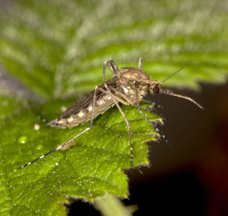 Eine Aedes annulipes sitzt auf einem Blatt.