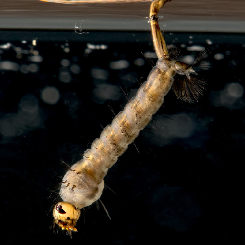 Eine Aedes annulipes Larve hängt mit dem Atemrohr unterhalb der Wasseroberfläche.