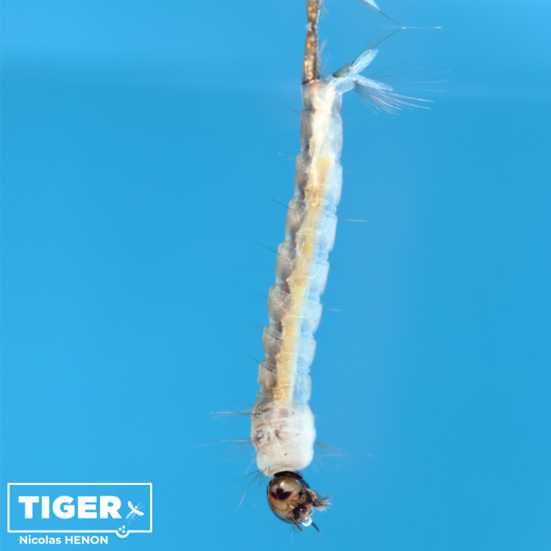 Eine Aedes japonicus Larve hängt unterhalb der Wasseroberfläche.