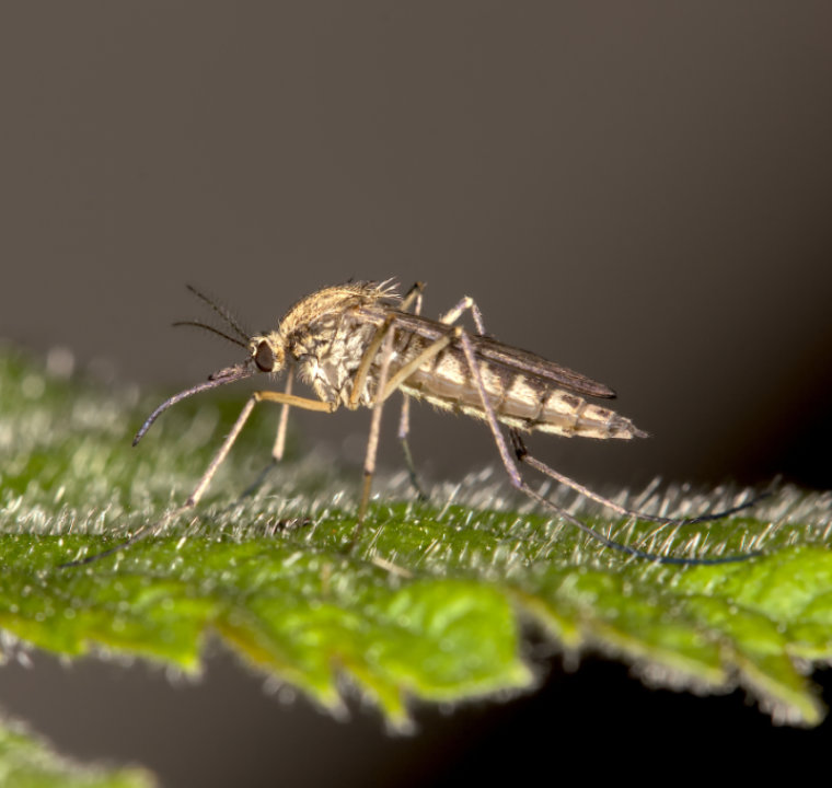 Eine Aedes rusticus sitzt auf einem Blatt.