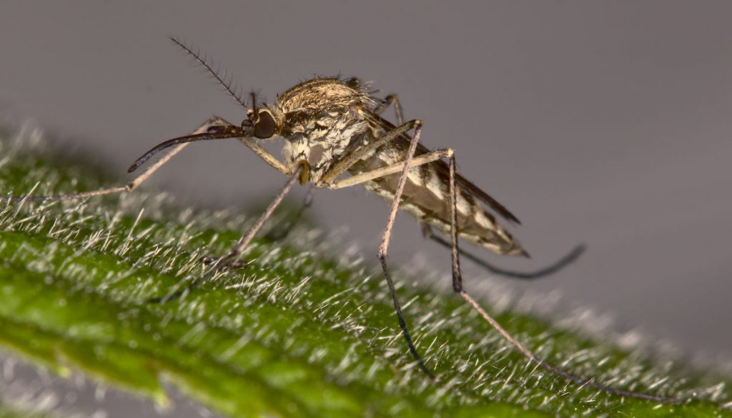 Eine weibliche Aedes rusticus sitzt auf einem Brennnesselblatt.
