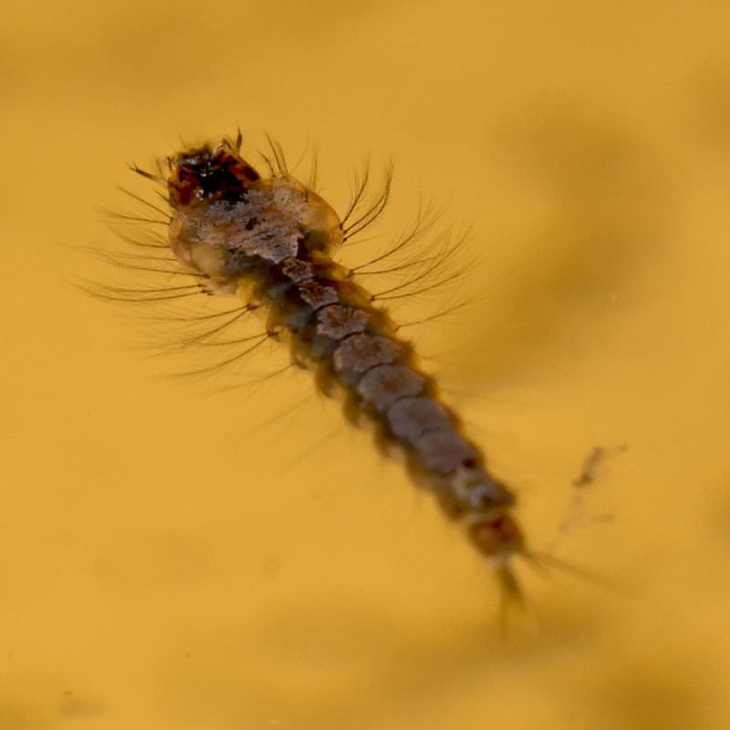 Eine Anopheles claviger Larve liegt unterhalb der Wasseroberfläche.