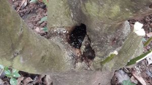 In der Aushöhlung zwischen den Astgabeln hat sich Wasser gesammelt.