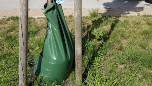 Ein Baumsack liegt mit Wasser gefüllt um einen Baum.