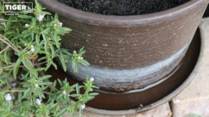 In einem Blumentopfuntersetzer steht Wasser.