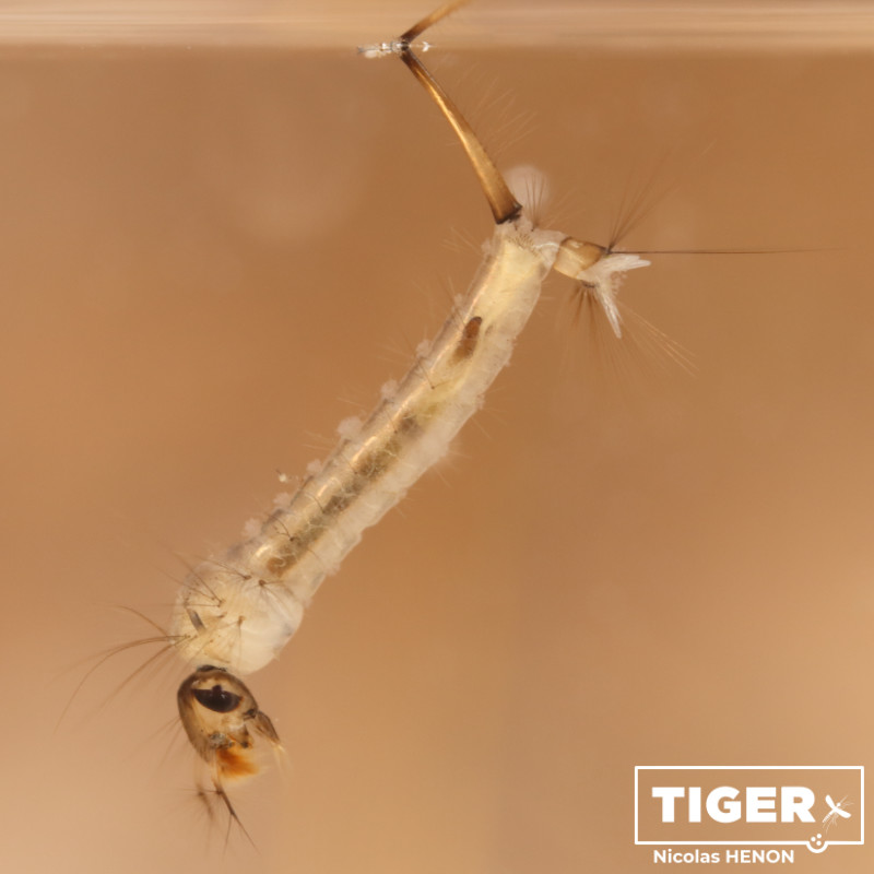 Eine Culex hortensis Larve hängt unterhalb der Wasseroberfläche.