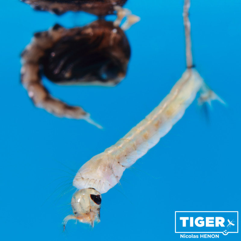 Eine Culex pipiens Larve hängt unterhalb der Wasseroberfläche. Im Hintergrund sitzt auch Puppe unterhalb der Oberfläche.